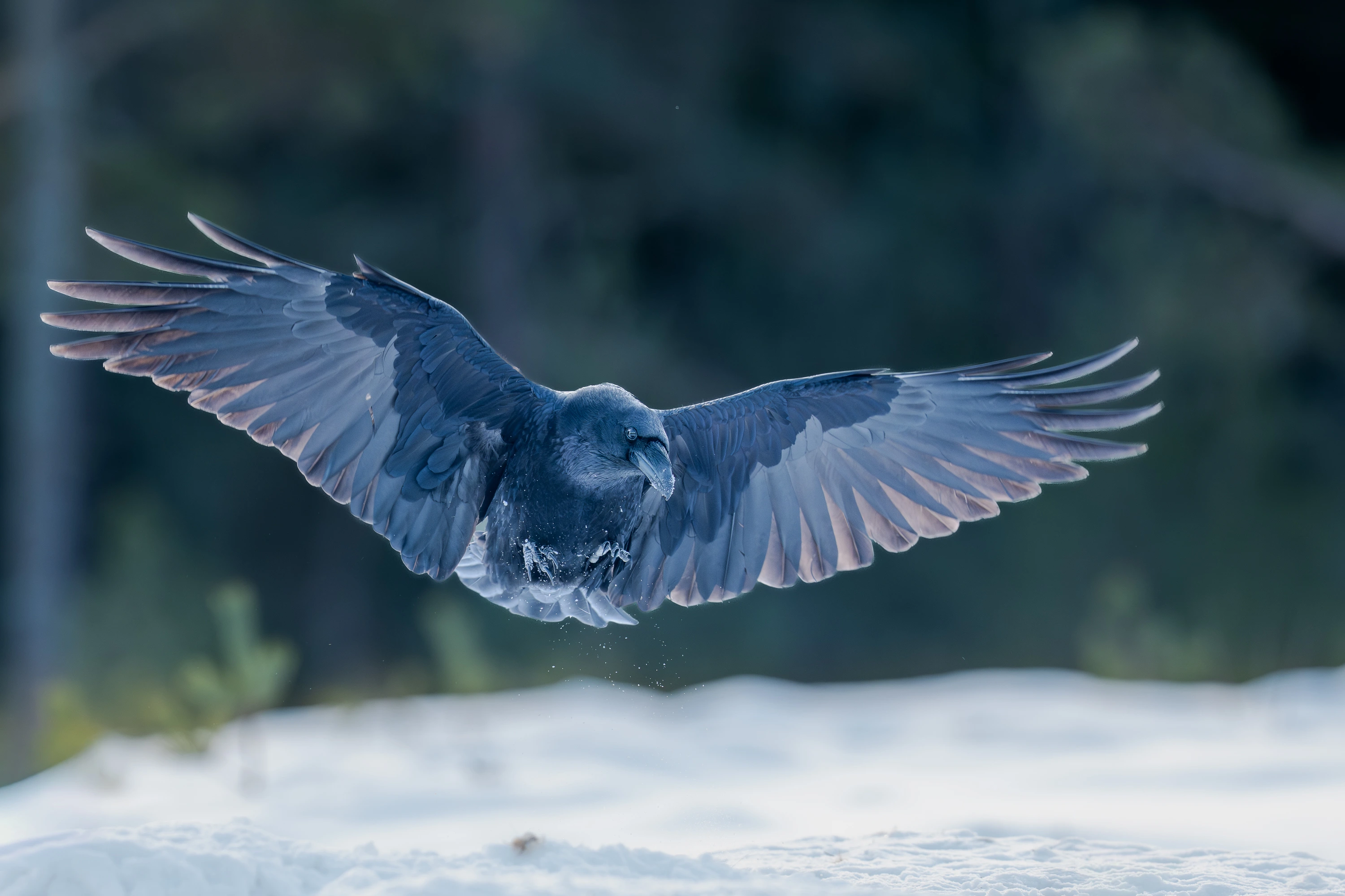 Norway Winter Raptors Expedition gallery image 17